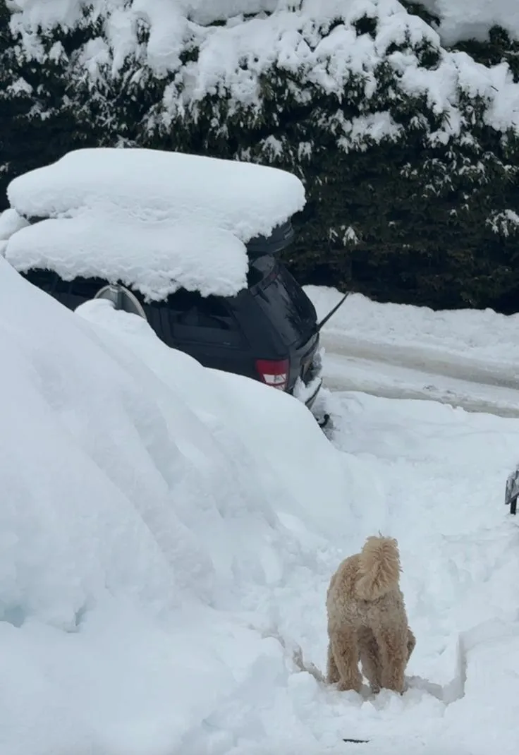 Onze hond in de sneeuw bij de Jeep Grand Cherokee met dakkoffer, wintersport februari 2026
